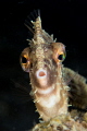   Radial filefish  